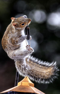 Close-up of squirrel