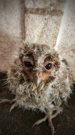 Close-up portrait of young bird