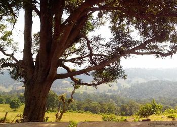 Trees growing on landscape