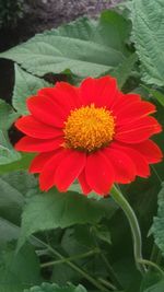 Close-up of red flower