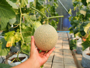 Close-up of hand holding fruit