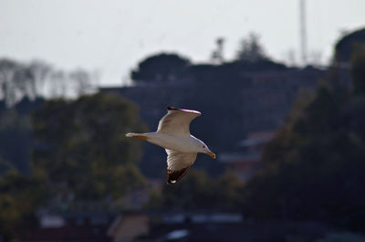 Seagull flying in the sky