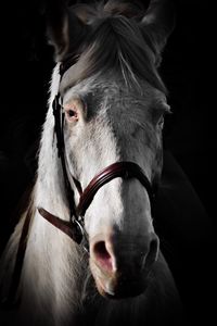 Close-up of a horse