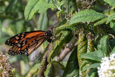 Close-up of butterfly on leaf