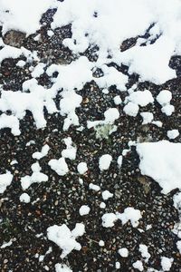 Close up of snow covered plants