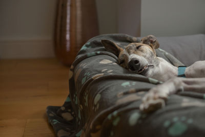 Pet adopted greyhound lives a comfortable domestic life in deep sleep on a comfy bed.