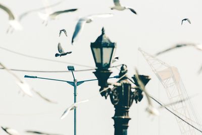 Birds flying by lamp post against sky