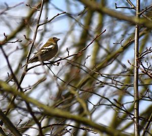 Low angle view of bird perching on branch