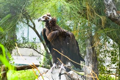 Bird on tree