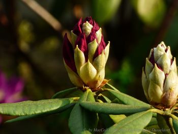 Close-up of flowering plant