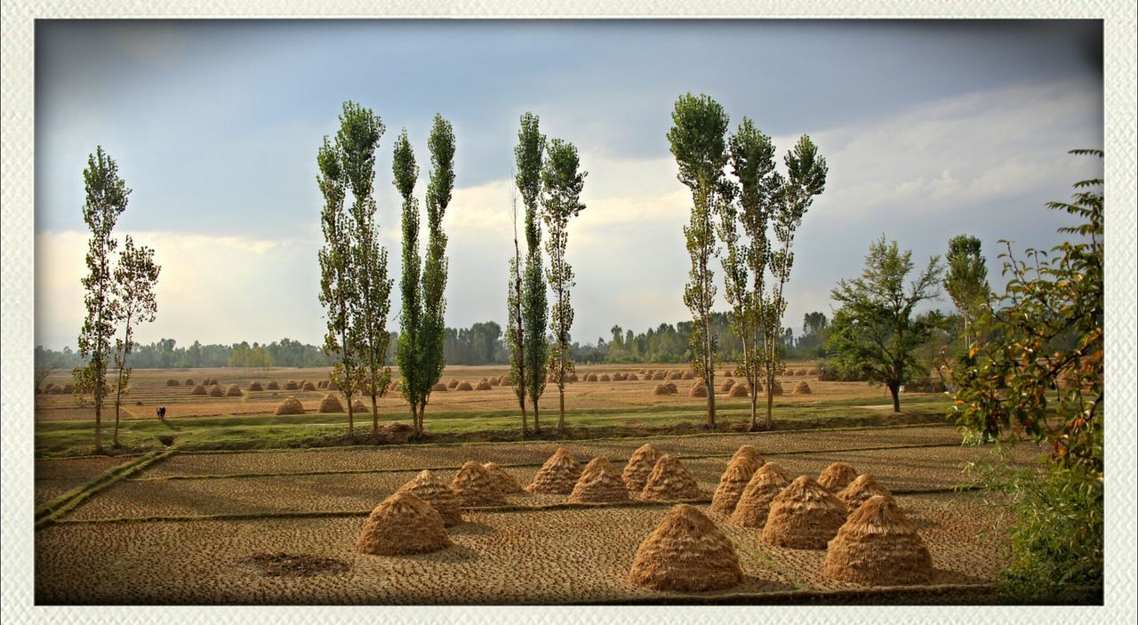 transfer print, auto post production filter, tree, sky, field, landscape, rural scene, agriculture, tranquility, tranquil scene, growth, nature, day, outdoors, scenics, farm, cloud - sky, road, sunlight, no people