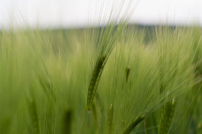 Close-up of wheat growing on field against sky