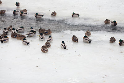 High angle view of birds swimming in water at beach