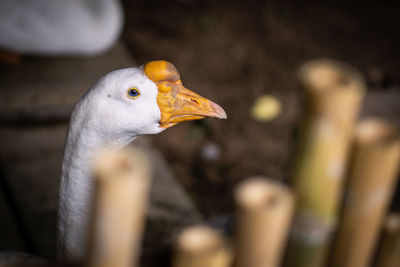 Close-up of a bird