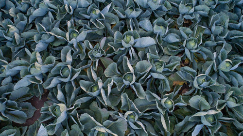 Cabbage field in the cabbage growing region schleswig holstein