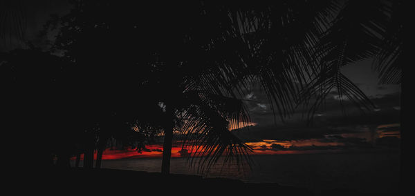 Silhouette trees against sky at night