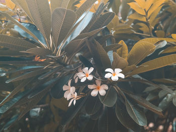 Close-up of flowering plant leaves