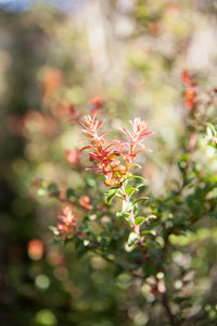 Close-up of insect on flowering plant