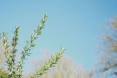 Low angle view of plants against clear blue sky