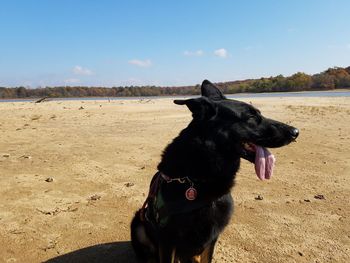 Black dog on sand at beach against sky