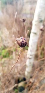 Close-up of a dry leaf on a field
