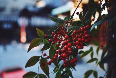 Close-up of red berries growing on tree