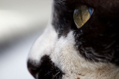 Close-up of a dog