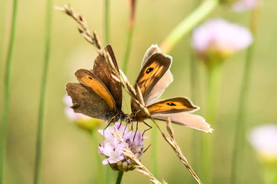 Close-up of butterfly pollinating on flower