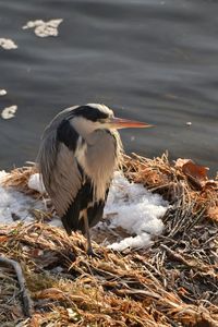 Close-up of bird on lake