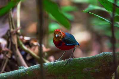 Close-up of bird perching on branch