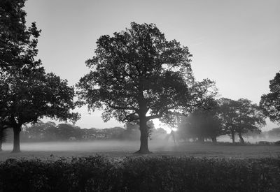 Trees on field against sky