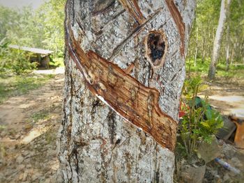 Close-up of lizard on tree trunk in forest