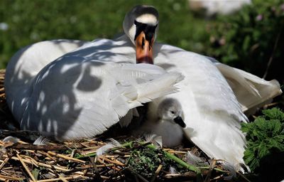 Close-up of swans