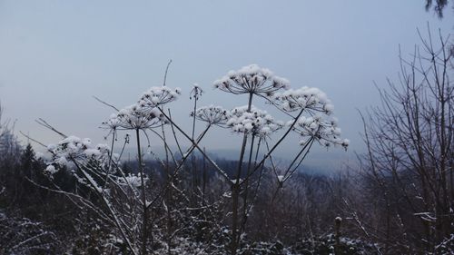 Close-up of dry plants on field against sky