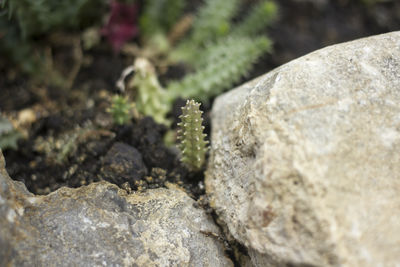 Close-up of lichen on rock