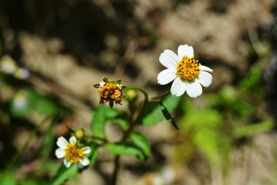 Close-up of flowers blooming outdoors