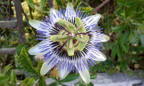 Close-up of purple flowers blooming