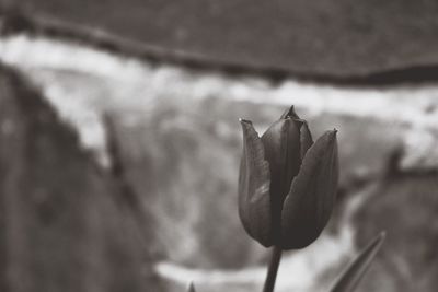 Close-up of flower against blurred background