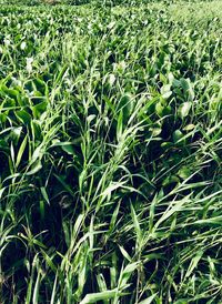 Full frame shot of corn field