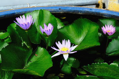 Close-up of lotus water lily in pond