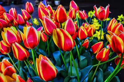 Close-up of tulips blooming outdoors