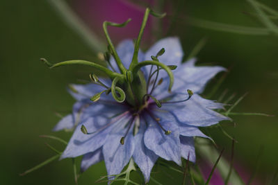 Close-up of purple flowering plant