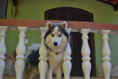 Portrait of dog relaxing on railing