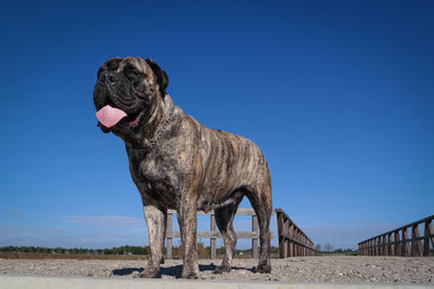 Dog on rock against sky