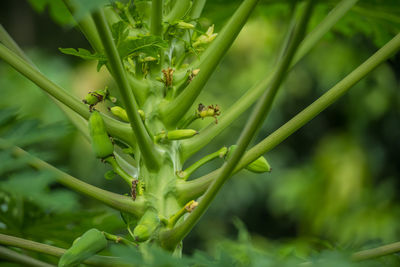 Close-up of fresh green plant