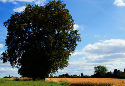 Trees on field against sky