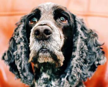 Close-up portrait of dog