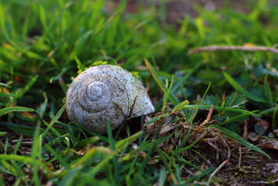 Close-up of snake on field