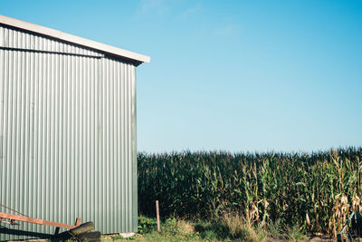 Corn field and barn against clear blue sky