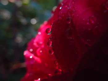 Close-up of wet red flower